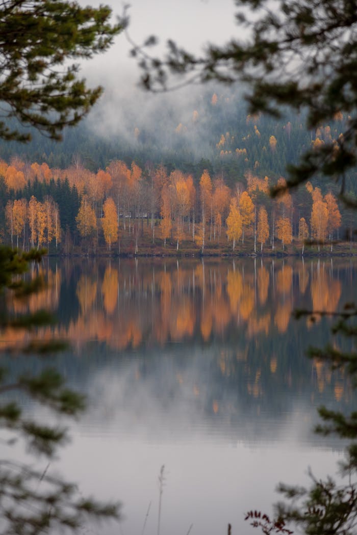 Free stock photo of autumn, forest, lake
