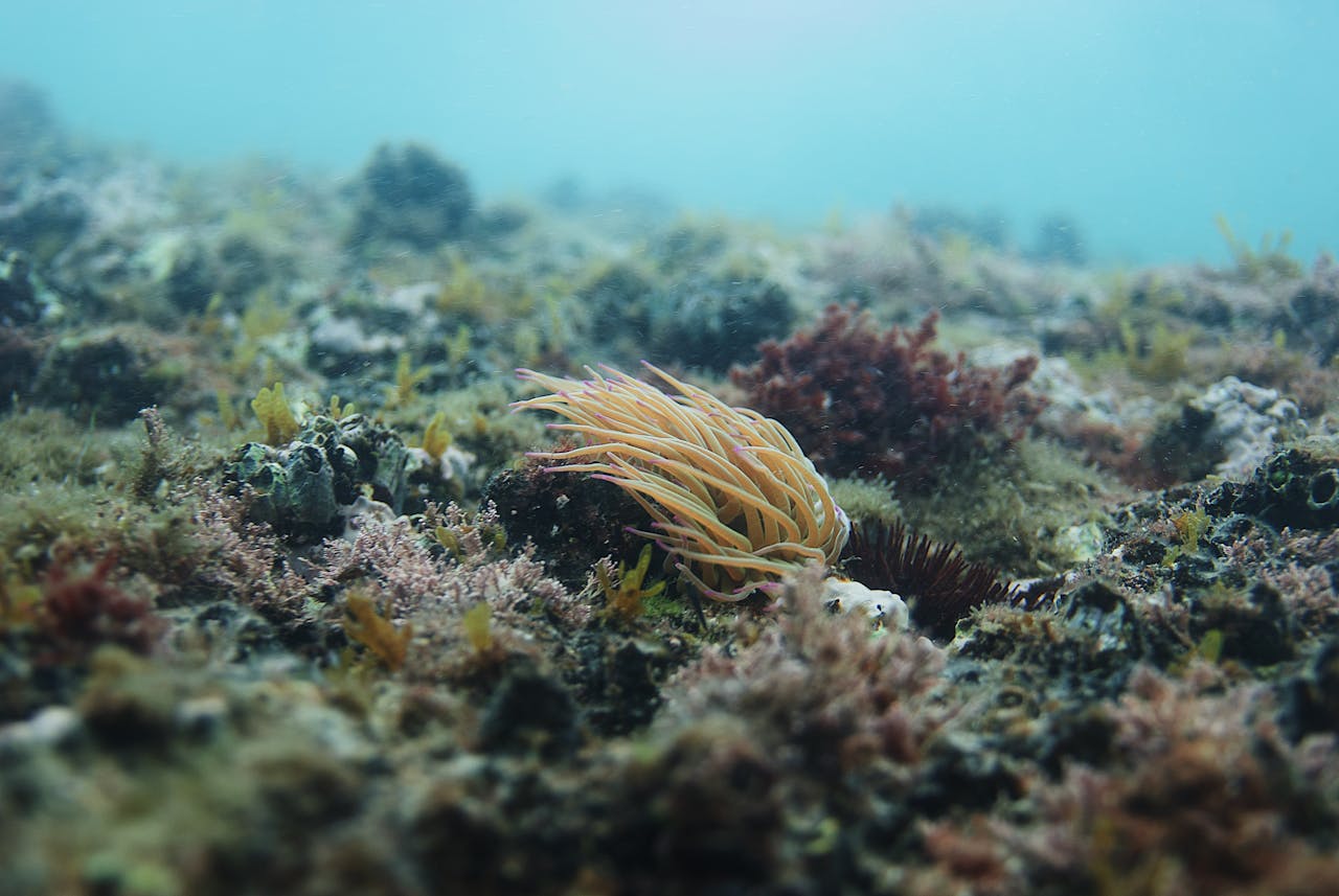 Spectacular underwater scenery with wild plants growing on bottom of sea with clean transparent turquoise water